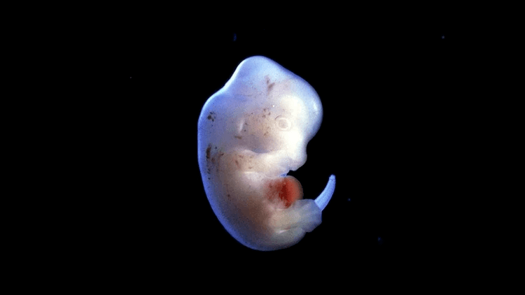 Científicos japoneses obtuvieron la licencia para crear embriones híbridos de humanos y animales